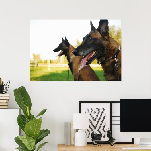 Belgischer Hirtenmalinois Poster (Heimbüro)