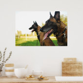 Belgischer Hirtenmalinois Poster (Küche)