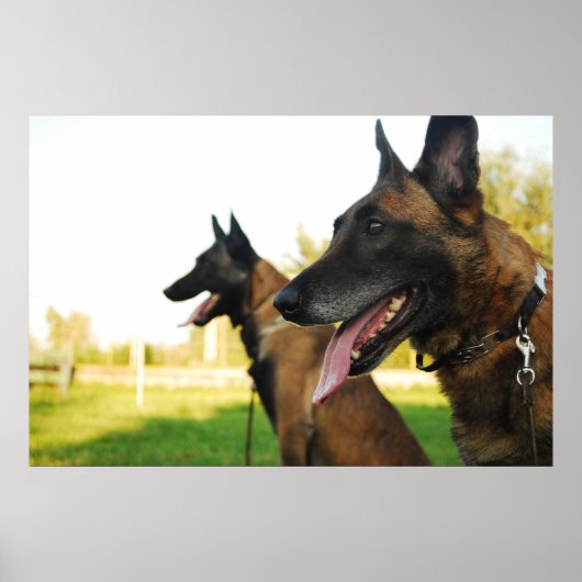 Belgischer Hirtenmalinois Poster (Vorne)