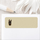 Belgischer Malinois (Insitu)