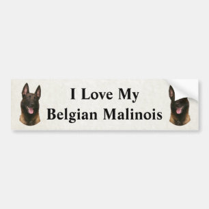 Belgischer Malinois Autoaufkleber