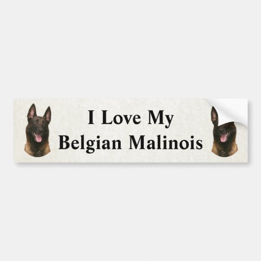 Belgischer Malinois Autoaufkleber (Vorne)