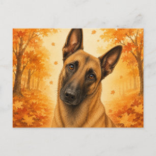 Belgischer Malinois Herbstwald Hund Postkarte