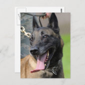Belgischer Malinois-Hund lächeln Postkarte (Vorne/Hinten)