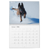 Belgischer Malinois-Kalender Kalender (Jan 2026)