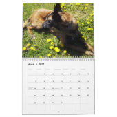Belgischer Malinois-Kalender Kalender (Mär 2027)