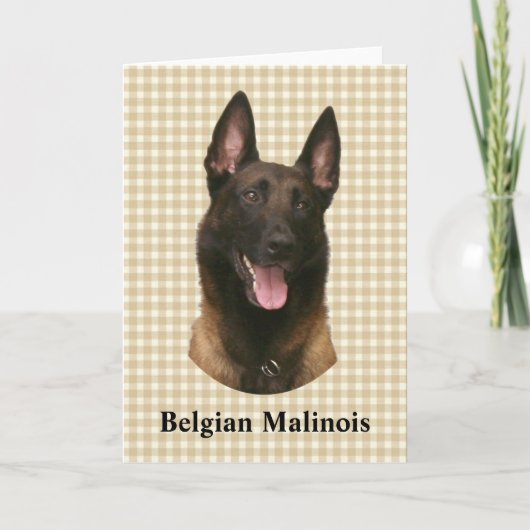 Belgischer Malinois Karte (Vorderseite)