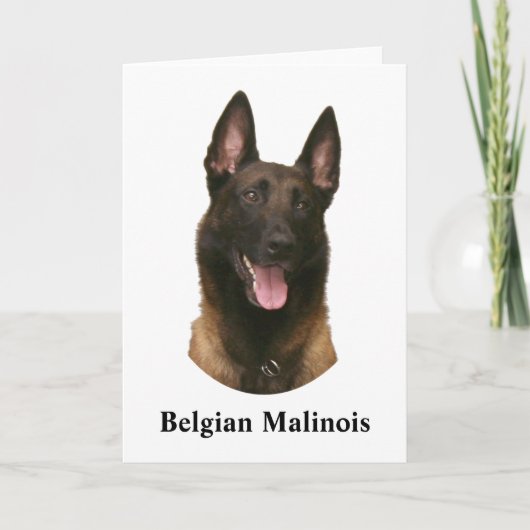 Belgischer Malinois Karte (Vorderseite)
