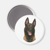 Belgischer Malinois Magnet (Vorderseite/Rückseite)