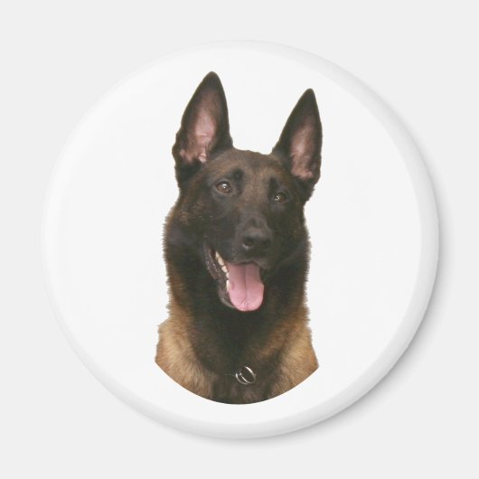 Belgischer Malinois Magnet (Vorne)