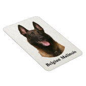 Belgischer Malinois Magnet (Rechte Seite)