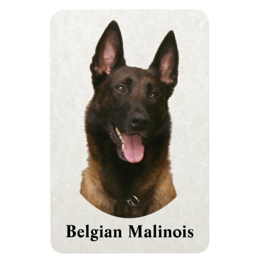 Belgischer Malinois Magnet (Vertikal)