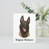 Belgischer Malinois Postkarte (Stehend Vorderseite)