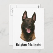 Belgischer Malinois Postkarte (Vorne/Hinten)