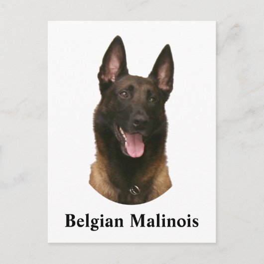 Belgischer Malinois Postkarte (Vorderseite)