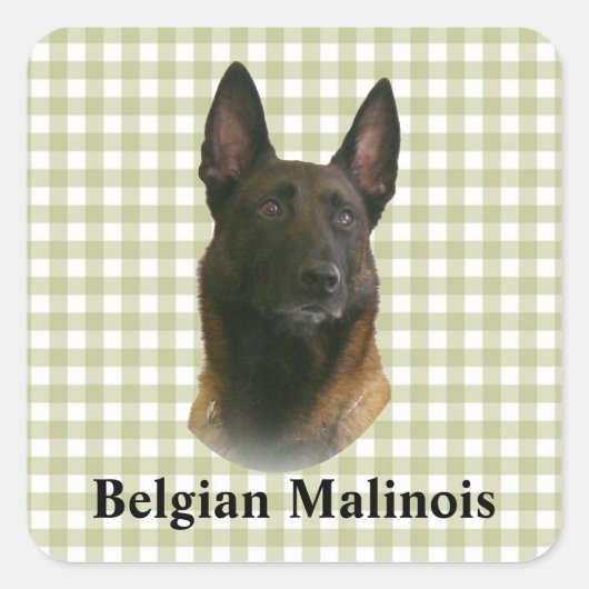 Belgischer Malinois Quadratischer Aufkleber (Vorderseite)
