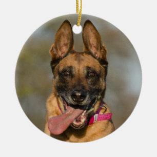 Belgischer Malinois Welpenhund Keramik Ornament