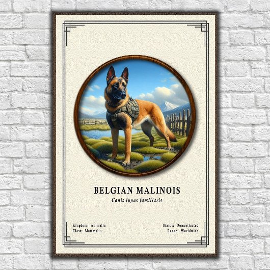 Belgischer Malinois Zoologie-Serie Poster