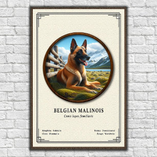 Belgischer Malinois Zoologie-Serie Poster