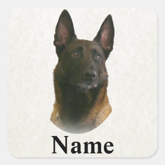 Belgischer Malinoisname Quadratischer Aufkleber (Vorderseite)