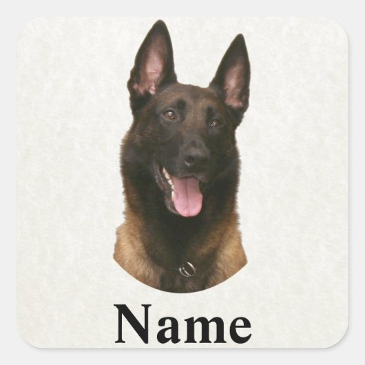 Belgischer Malinoisname Quadratischer Aufkleber (Vorderseite)