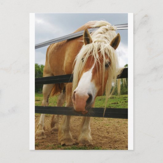 Belgischer Pferdewechsel, Got Karotten? Postkarte (Vorderseite)