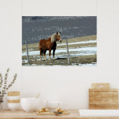 Belgischer Pferdewechsel in Paddock-Poster Poster (Küche)