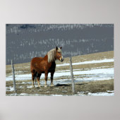 Belgischer Pferdewechsel in Paddock-Poster Poster (Vorne)