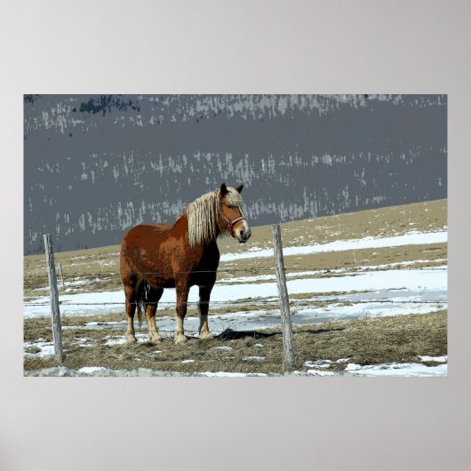 Belgischer Pferdewechsel in Paddock-Poster Poster (Vorne)