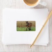 Belgischer Pferdewechsel vor einem Maisfeld Adressaufkleber (Insitu)