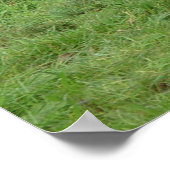 Belgischer Pferdewechsel vor einem Maisfeld Poster (Ecke)