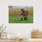 Belgischer Pferdewechsel vor einem Maisfeld Poster (Küche)