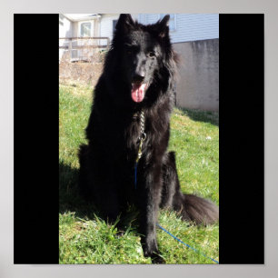 Belgischer Schäfer alias "der schwarze Wolf " Poster