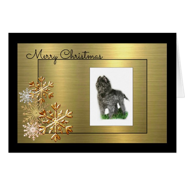 Belgischer Schäferhund (Vorderseite (Horizontal))