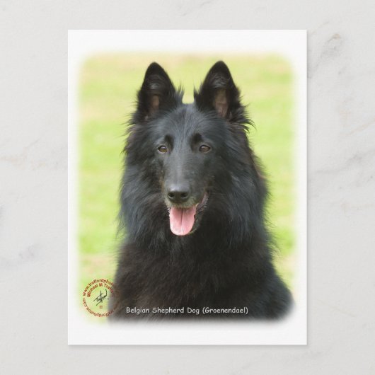 Belgischer Schäferhund 9M031D-24 Postkarte (Vorderseite)