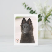Belgischer Schäferhund 9R096D-022 Postkarte (Stehend Vorderseite)