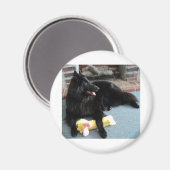 Belgischer Schäferhund am Feuerplatz Magnet (Vorderseite/Rückseite)