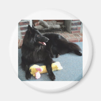 Belgischer Schäferhund am Feuerplatz Magnet