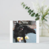 Belgischer Schäferhund am Feuerplatz Postkarte (Stehend Vorderseite)