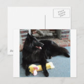 Belgischer Schäferhund am Feuerplatz Postkarte (Vorne/Hinten)