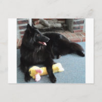 Belgischer Schäferhund am Feuerplatz