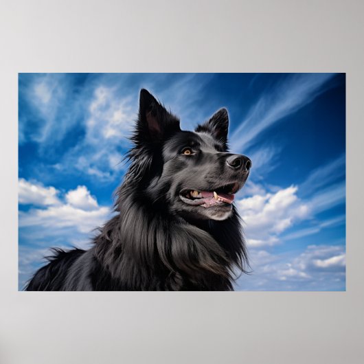 Belgischer Schäferhund Groenendael Poster (Vorne)