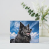 Belgischer Schäferhund Groenendael Postkarte (Stehend Vorderseite)
