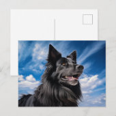 Belgischer Schäferhund Groenendael Postkarte (Vorne/Hinten)
