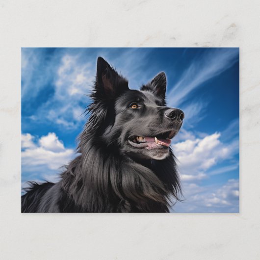 Belgischer Schäferhund Groenendael Postkarte (Vorderseite)
