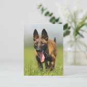 Belgischer Schäferhund Postkarte (Stehend Vorderseite)