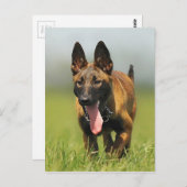 Belgischer Schäferhund Postkarte (Vorne/Hinten)