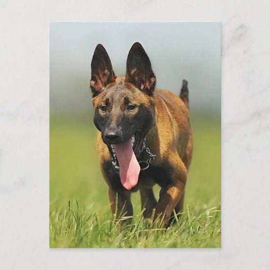Belgischer Schäferhund Postkarte (Vorderseite)