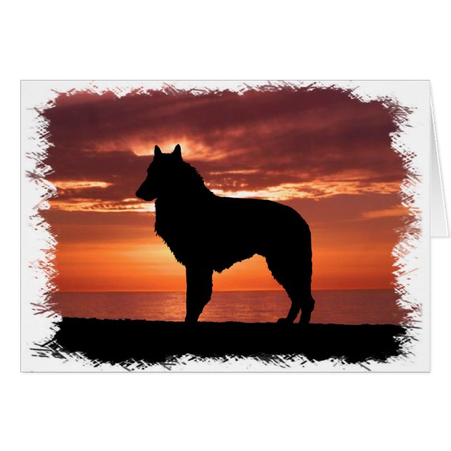 Belgischer Schafhund (Vorderseite (Horizontal))
