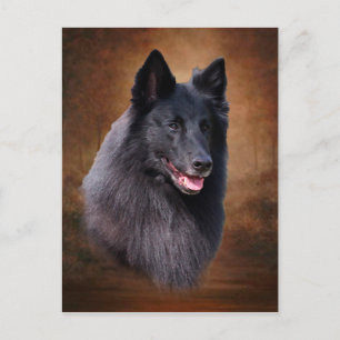 Belgischer Schafhund Postkarte